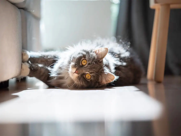Mèo cào đồ đạc trong nhà: Nguyên do và cách hạn chế