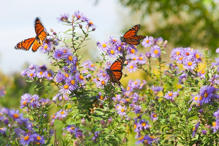 3 bước đơn giản để thu hút bướm bay vào vườn
