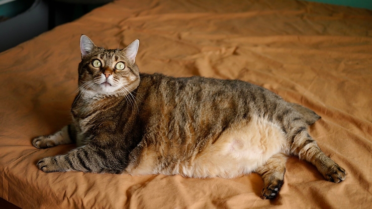 Tình trạng thừa cân ở mèo và cách giải quyết