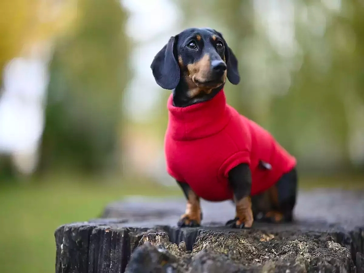 Có nên mặc áo cho chó vào mùa lạnh?