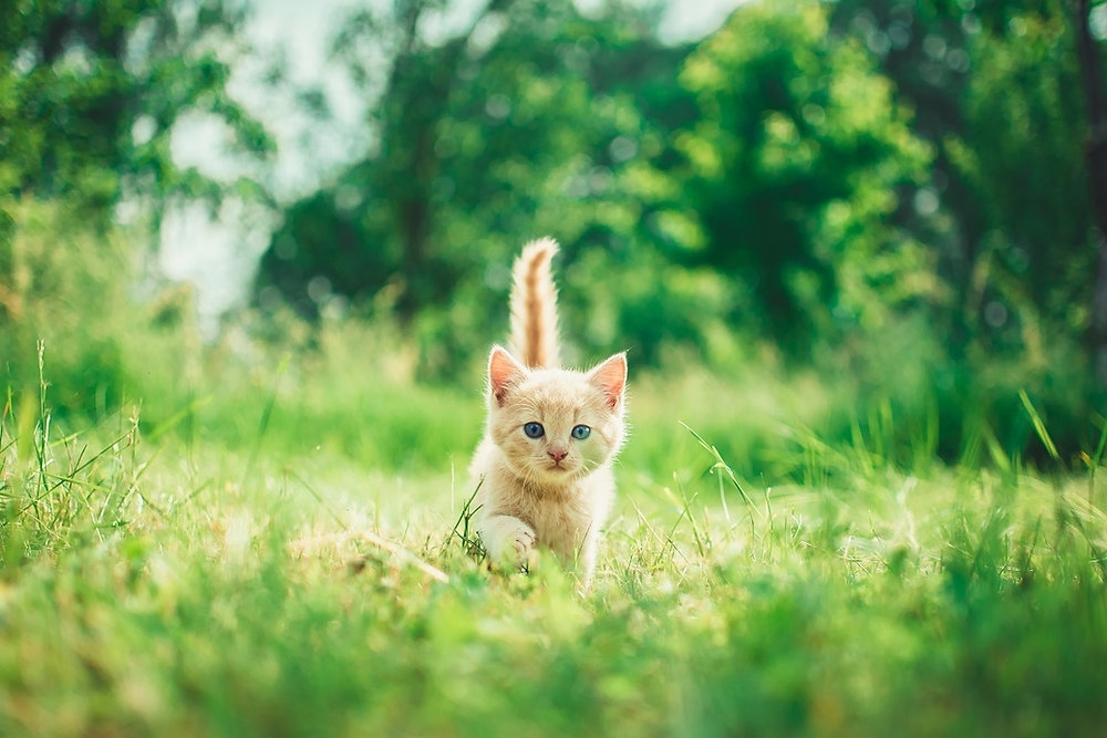 Duy trì lối sống và dinh dưỡng ra sao để mèo sống lâu?