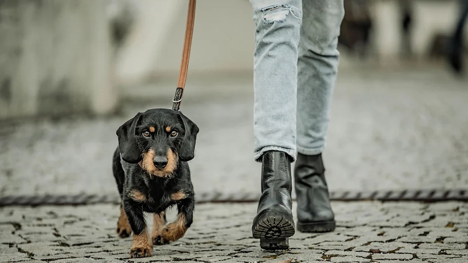 Cách dạy chó không giật và kéo dây dắt khi đi dạo
