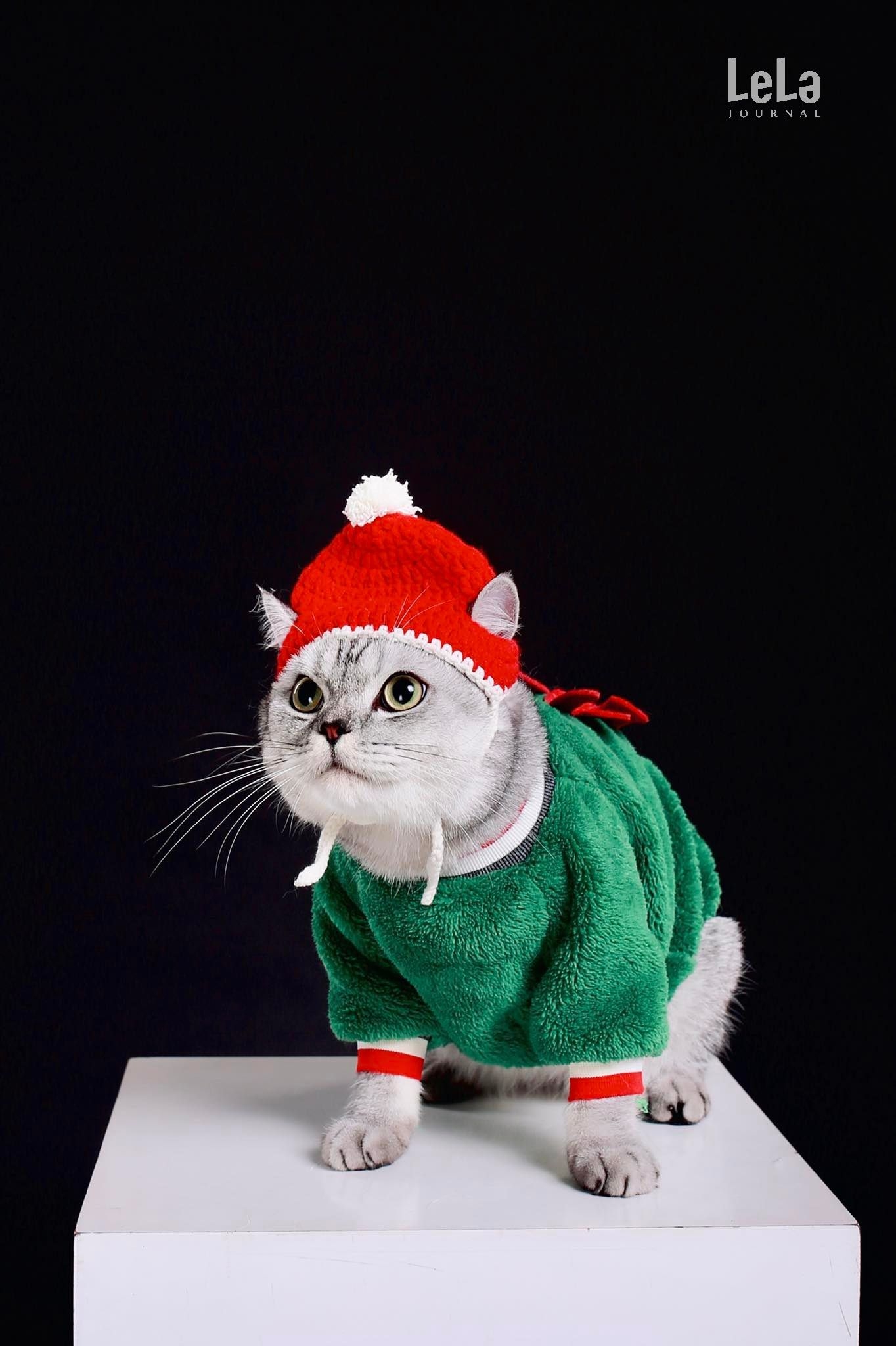 Chi phí trang phục cho thú cưng cũng là một điều cần được cân nhắc (Trong ảnh: Chú mèo tên Xôi của bạn đọc Khánh Jeremiah được thay áo mới để đón mừng Giáng sinh)