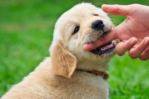 Làm gì khi cún cưng hay cắn tay bạn?