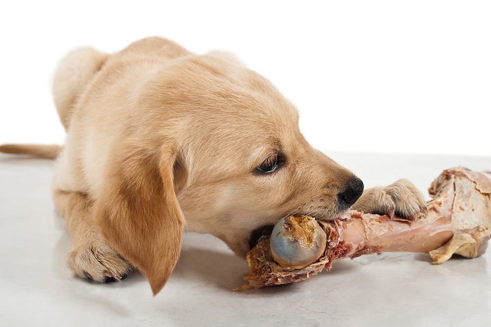 Những lưu ý quan trọng khi cho chó ăn xương