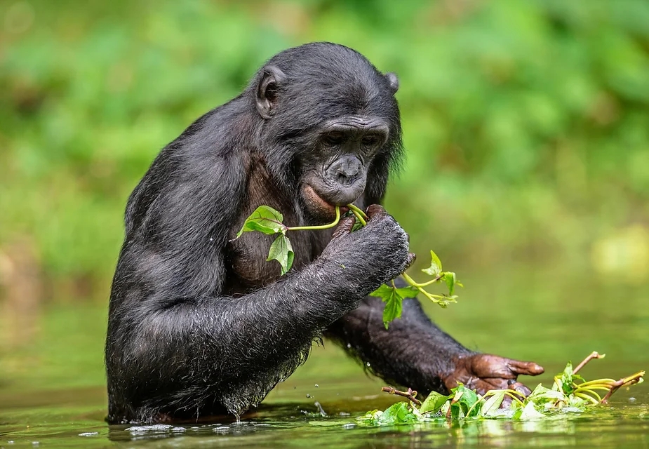 Tinh tinh lùn (Bonobo)