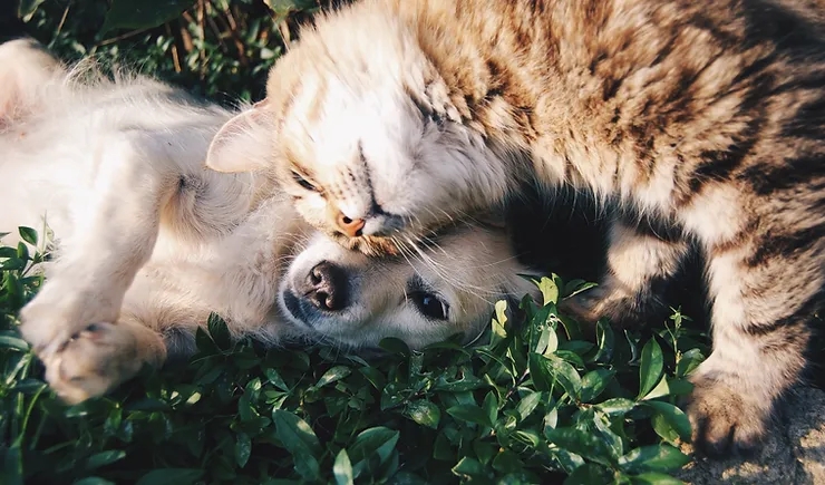 Chó và mèo thích tắm nắng: Lý do không như ta nghĩ