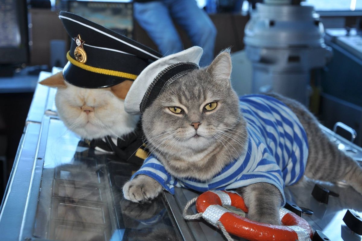 Một thời lẫy lừng trong hải quân của các... "thủy thủ" mèo