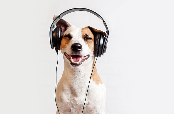 Âm nhạc cũng có thể chữa lành cho thú cưng