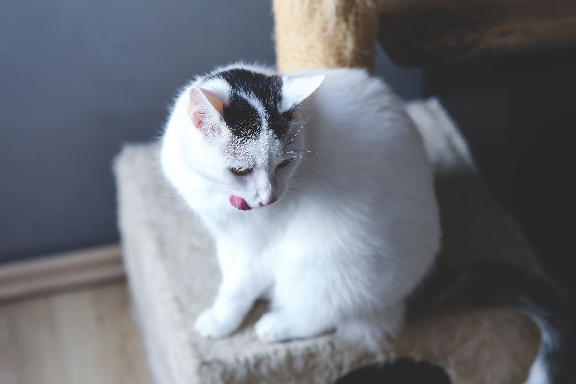 Mèo nhà bạn có thường xuyên làm động tác "mát-xa, nhào bột" hay không?