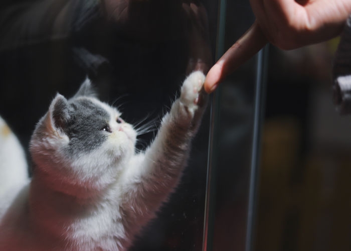 Khoa học chứng minh cách làm quen với mèo lạ chưa tới 5 giây