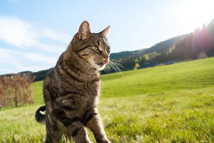 Tính tò mò của mèo: Là bản năng hay bản lĩnh?