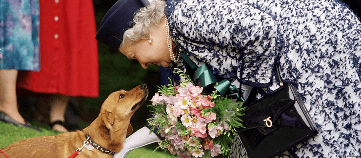 Nữ hoàng Elizabeth II là một fan chân chính của corgi