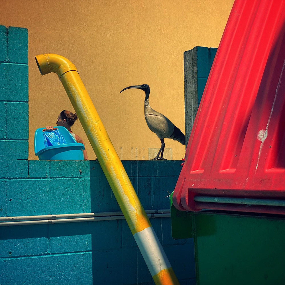 Tác phẩm thể hiện sự tài hoa về bố cục và màu sắc mang tên "Eyeing Ibis" của nhiếp ảnh gia Glenn Homann